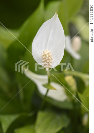Peace Lily Pearl Cupido Blooming Flower Peace Lily Pearl Cupido Blooming Flower 141152850