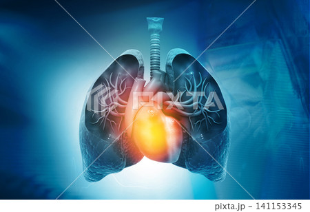 Lungs,Heart Anatomy 141153345