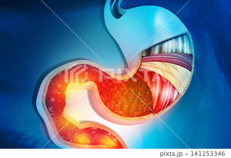 Cross section of human stomach diagram 141153346