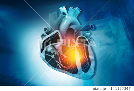 Cross section of human heart diagram 141153347
