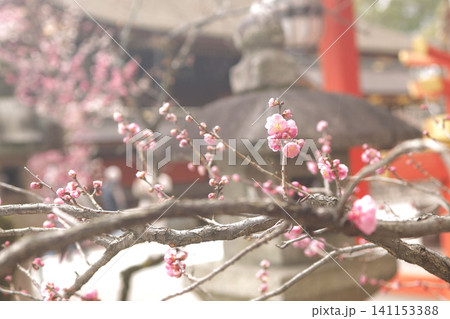 紅梅と朱塗りの神社建築 141153388