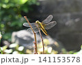 枝にとまる　ハラビロトンボ 141153578