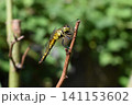 枝にとまるトンボ 141153602