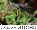 枝にとまるトンボ　ハラビロトンボ 141153692