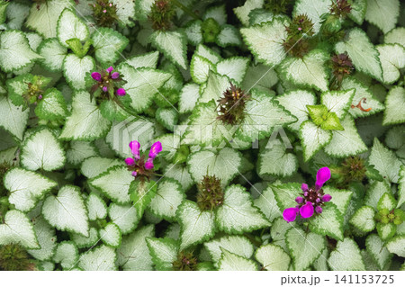 Top view of Spotted Dead-nettle (Lamium maculatum) flowers and variegated leaves. Top view of Spotted Dead-nettle (Lamium maculatum) flowers and variegated leaves. 141153725