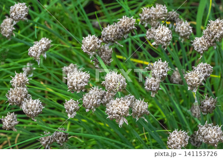 Dried chive seed heads in a green garden background. Dried chive seed heads in a green garden background. 141153726