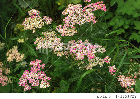 Beautiful pink yarrow flowers (Achillea millefolium) blooming in the green summer garden. Beautiful pink yarrow flowers (Achillea millefolium) blooming in the green summer garden. 141153728