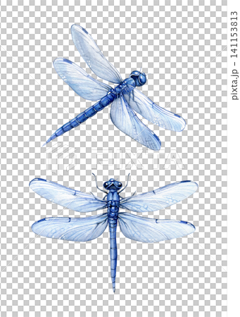 Watercolor illustration of blue dragonflies in top and angled views. Perfect for stationery, branding, invitations, packaging, wall art and nature-themed designs. Watercolor illustration of blue dragonflies in top and angled views. Perfect for stationery, branding, invitations, packaging, wall art and nature-themed designs. 141153813
