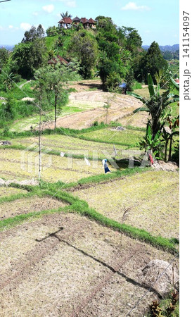 Sunlit rice terraces curve across green hillside toward hilltop pavilion, with dense tropical trees, banana plants and bright blue sky creating peaceful rural landscape Sunlit rice terraces curve across green hillside toward hilltop pavilion, with dense tropical trees, banana plants and bright blue sky creating peaceful rural landscape 141154097