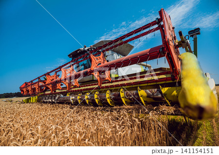 Combine harvester in action on wheat field. Process of gathering a ripe crop. 141154151