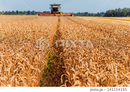 Combine harvester in action on wheat field. Process of gathering a ripe crop. 141154193