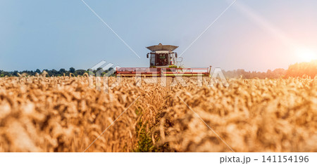 Combine harvester in action on wheat field. Process of gathering a ripe crop. 141154196