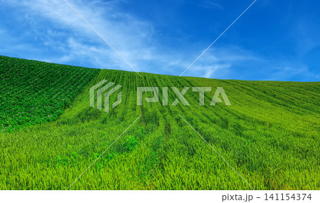 緑の麦畑と青い空 141154374