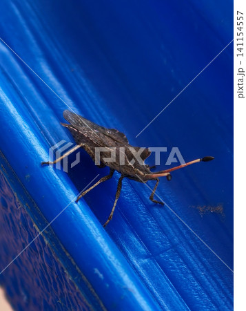 Stink bug resting on blue plastic surface 141154557