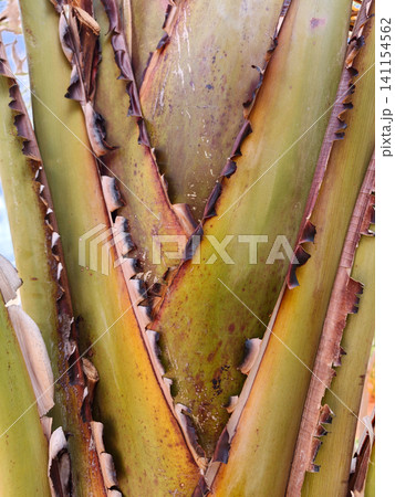 Traveler's palm trunk abstract botanical texture Traveler's palm trunk abstract botanical texture 141154562