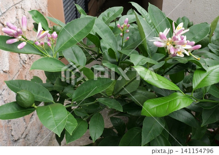 Growing and Blooming Lemon Tree in a Balcony Pot Growing and Blooming Lemon Tree in a Balcony Pot 141154796