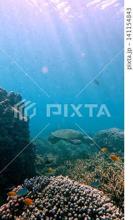Sunlight filtering through the clear water, illuminating the colorful coral reef as a critically endangered hawksbill sea turtle (Eretmochelys imbricata) swimming by. Dauin, Philippines Sunlight filtering through the clear water, illuminating the colorful coral reef as a critically endangered hawksbill sea turtle (Eretmochelys imbricata) swimming by. Dauin, Philippines 141154843