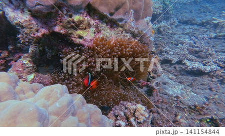 A pair of tomato clownfish (Amphiprion frenatus) nestled within a Bubble-tip anemone (Entacmaea quadricolor) on a lively coral reef. Dauin, Philippines A pair of tomato clownfish (Amphiprion frenatus) nestled within a Bubble-tip anemone (Entacmaea quadricolor) on a lively coral reef. Dauin, Philippines 141154844