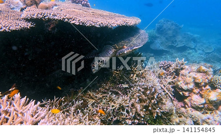 A critically endangered hawksbill sea turtle (Eretmochelys imbricata) navigating beneath a large coral shelf in a vibrant reef. Dauin, Philippines A critically endangered hawksbill sea turtle (Eretmochelys imbricata) navigating beneath a large coral shelf in a vibrant reef. Dauin, Philippines 141154845