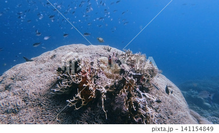 Millipora growing out from a grooved brain coral (Diploria labyrinthiformis)  as group of ternate chromis  (Chromis ternatensis)  swimming in school. Dauin, Philippines 141154849