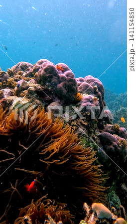 Vibrant underwater scene featuring bustling reef with colorful corals, sea anemones, and fish against a blue ocean backdrop. Dauin, Philippines 141154850