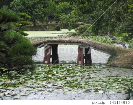 岡山県津山市にある回遊式日本庭園「衆楽園」:スイレンの咲く頃 岡山県津山市にある回遊式日本庭園「衆楽園」:スイレンの咲く頃 141154950