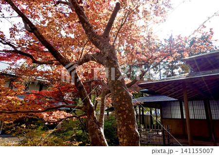 京都府立府民ホール 京都府公館 庭園・茶室の紅葉が見える風景 京都市上京区 京都府立府民ホール 京都府公館 庭園・茶室の紅葉が見える風景 京都市上京区 141155007