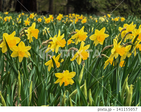 Vibrant Field of Yellow Daffodils in Springtime 141155057