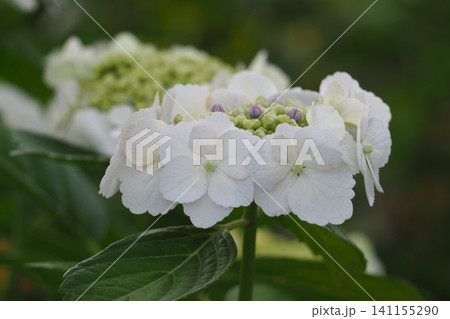 白い紫陽花 白い紫陽花 141155290