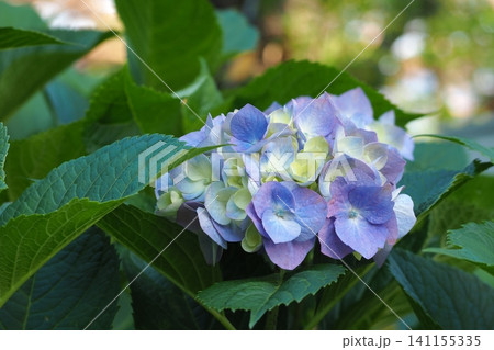青い紫陽花 青い紫陽花 141155335