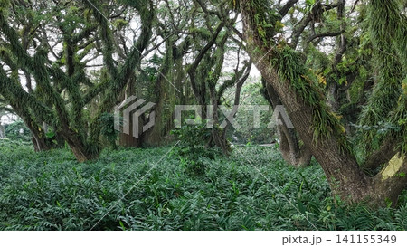 a lush green forest of ancient, moss-covered rain trees with spreading canopies, resembling a mystical fairytale woodland in Indonesia a lush green forest of ancient, moss-covered rain trees with spreading canopies, resembling a mystical fairytale woodland in Indonesia 141155349