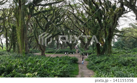 a lush green forest of ancient, moss-covered rain trees with spreading canopies, resembling a mystical fairytale woodland in Indonesia a lush green forest of ancient, moss-covered rain trees with spreading canopies, resembling a mystical fairytale woodland in Indonesia 141155356