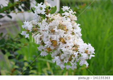 青空に映えるサルスベリの花 白いサルスベリの花 サルスベリ 青空に映えるサルスベリの花 白いサルスベリの花 サルスベリ 141155363