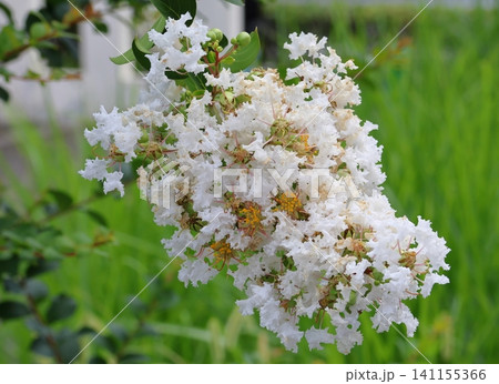 青空に映えるサルスベリの花 白いサルスベリの花 サルスベリ 青空に映えるサルスベリの花 白いサルスベリの花 サルスベリ 141155366