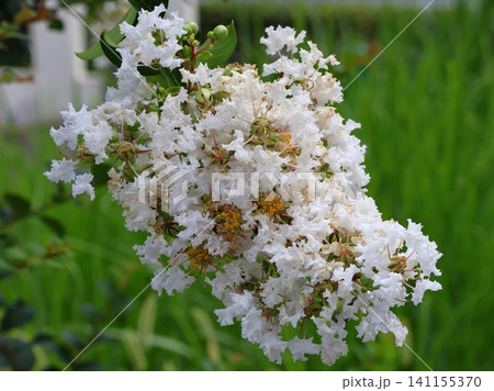 青空に映えるサルスベリの花 白いサルスベリの花 サルスベリ 青空に映えるサルスベリの花 白いサルスベリの花 サルスベリ 141155370