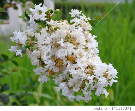 青空に映えるサルスベリの花 白いサルスベリの花 サルスベリ 青空に映えるサルスベリの花 白いサルスベリの花 サルスベリ 141155371