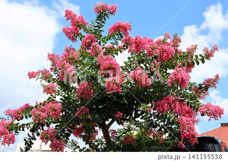 青空に映えるサルスベリの花 サルスベリ 赤い花 紅い花 百日紅 ひゃくじつこう 青空に映えるサルスベリの花 サルスベリ 赤い花 紅い花 百日紅 ひゃくじつこう 141155538