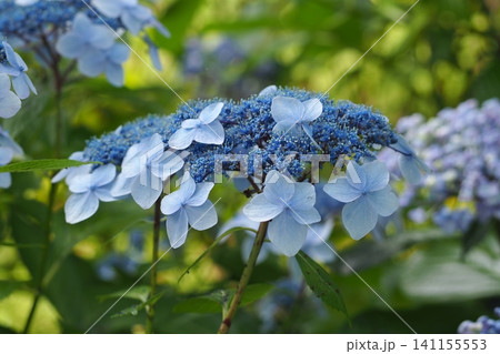 青い紫陽花 青い紫陽花 141155553