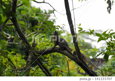 Pallas's squirrel looking up in lush green canopy Pallas's squirrel looking up in lush green canopy 141155707
