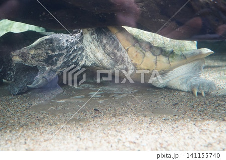 Fascinating Mata Mata Turtle Submerged and Hidden 141155740