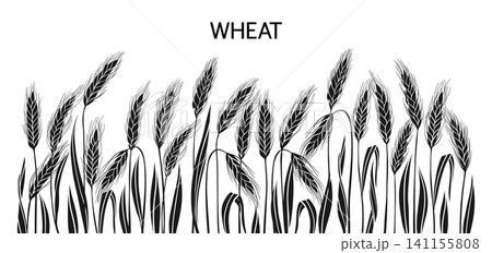 Golden wheat ear background banner cereal grain spikelet stalk pattern organic label design template Golden wheat ear background banner cereal grain spikelet stalk pattern organic label design template 141155808