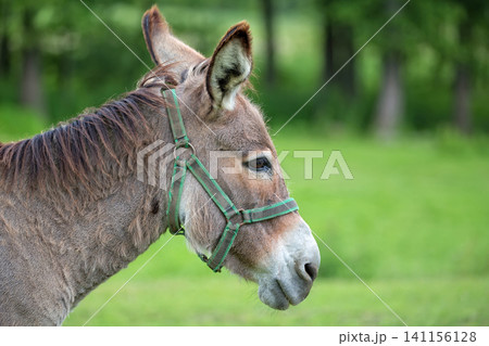 Donkey on a farm Donkey on a farm 141156128