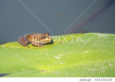 Green frog on a leaf Green frog on a leaf 141156130
