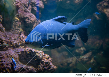 Colossoma macropomum is a species of freshwater ray-finned fish in the subfamily Serrasalminae, the family Characidae, the only species in the genus Colossoma. Colossoma macropomum is a species of freshwater ray-finned fish in the subfamily Serrasalminae, the family Characidae, the only species in the genus Colossoma. 141156200