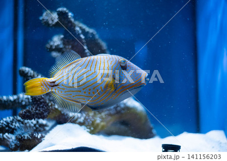 Tropical sea fish balistap with orange stripes underwater against aquarium background. Balistapus undulatus.  141156203