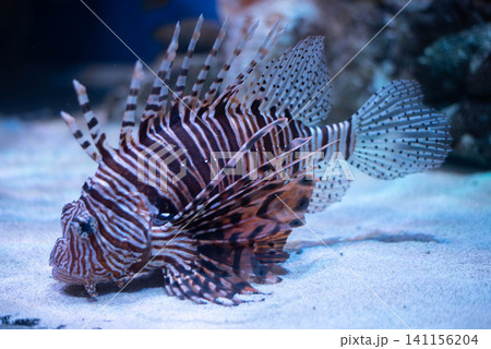 Antenna lionfish close-up. Pterois antennata in an aquarium.  141156204