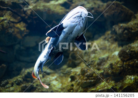 Flathead catfish in an aquarium. Flathead catfish is the only representative of the genus Phractocephalus. Beautiful large catfish. Flathead catfish in an aquarium. Flathead catfish is the only representative of the genus Phractocephalus. Beautiful large catfish. 141156205