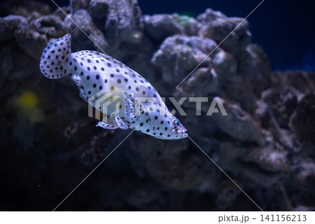 Leopard grouper in aquarium close-up.  141156213
