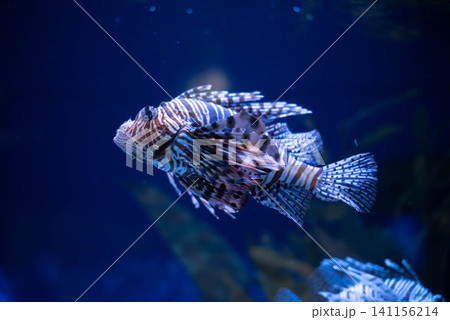 Antenna lionfish close-up. Pterois antennata in an aquarium.  141156214