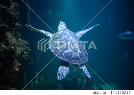 Big beautiful turtle in an aquarium. Turtle in captivity. Background, space for text. Big beautiful turtle in an aquarium. Turtle in captivity. Background, space for text. 141156217
